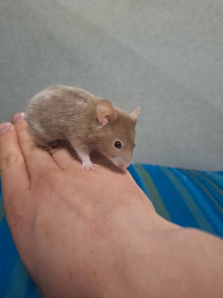 Jonge goudhamsters, handtam, Dieren en Toebehoren, Knaagdieren, Januari