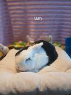 Konijnen, Dieren en Toebehoren, Mannelijk, Middelgroot, 0 tot 2 jaar