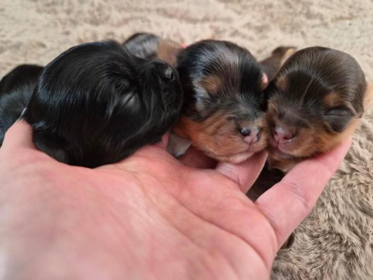 Yorkshire noir!, Dieren en Toebehoren, Honden | Jack Russells en Terriërs, Reu, Yorkshire Terriër, Fokker | Hobbymatig, Meerdere