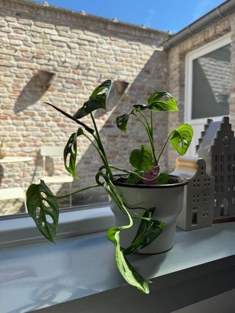 Plante d'intérieur - pot inclus, Maison & Meubles, Plantes d'intérieur, Enlèvement ou Envoi, En pot