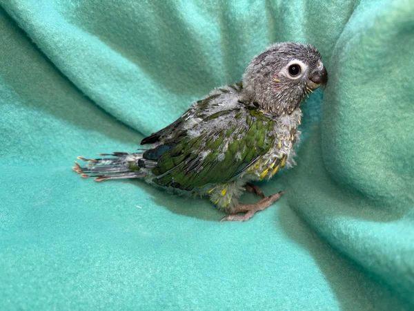 Jeune conure de molinae EAM à réserver, Animaux & Accessoires, Oiseaux | Perruches & Perroquets, Perroquet, Domestique