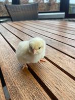 Kuikens legras, Dieren en Toebehoren