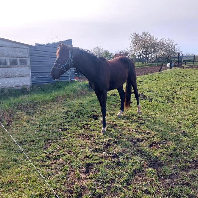 Prachtige jonge Zangersheide Rob Roy Van den Bisschop, Dieren en Toebehoren, Paarden en Pony's | Dekhengsten en Fokmerries, Hengst