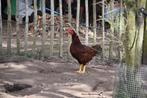 Rhode Island Red hanen, Dieren en Toebehoren, Mannelijk, Kip