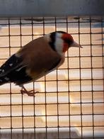 Distelvink man wildkleur, Dieren en Toebehoren, Vogels | Overige Vogels