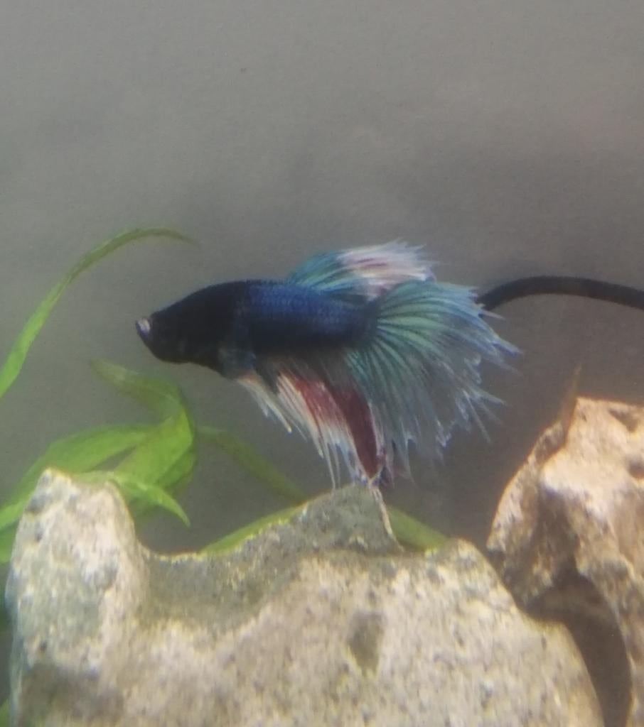 Betta