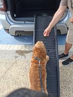 Loopplank voor honden, Enlèvement, Comme neuf