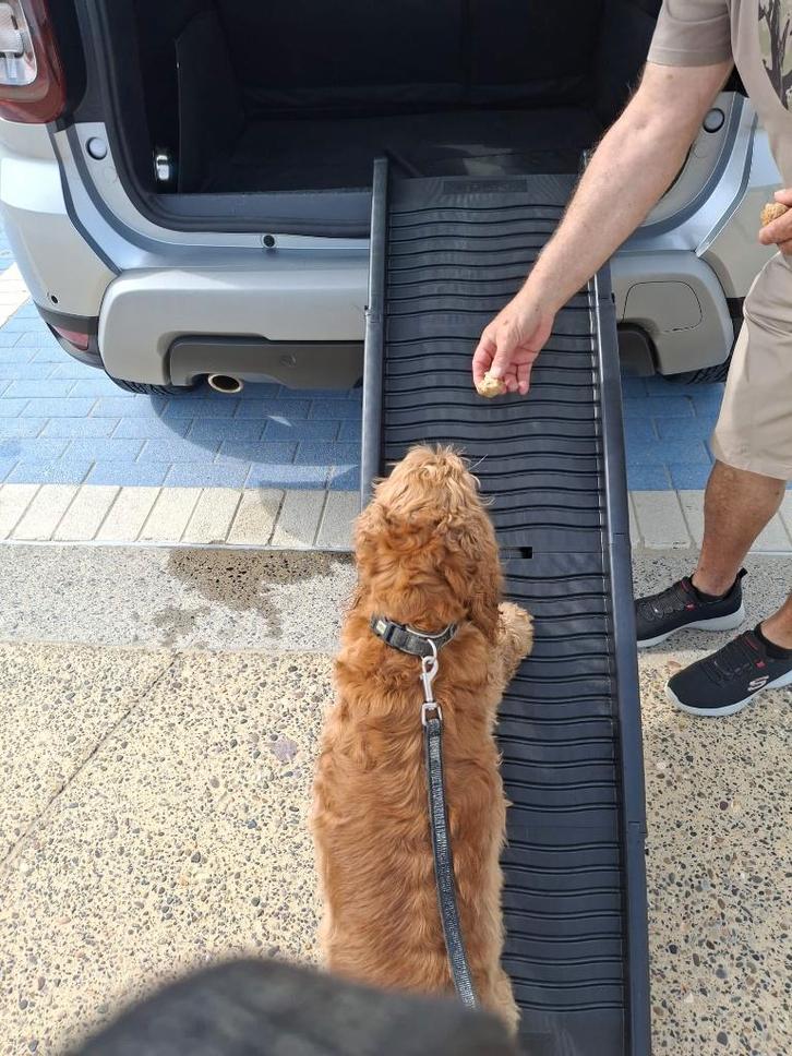 Loopplank voor honden, Animaux & Accessoires, Accessoires pour chiens, Comme neuf, Enlèvement