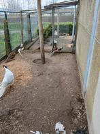 Lady amhers haan 2024, Dieren en Toebehoren, Pluimvee