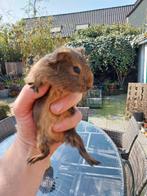 Cavia beertje, Dieren en Toebehoren, Cavia, Februari, Meerdere dieren, Tam