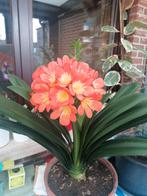 Plante Saint-Joseph, Ophalen