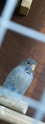 Bf grasparkieten, Dieren en Toebehoren, Vogels | Parkieten en Papegaaien