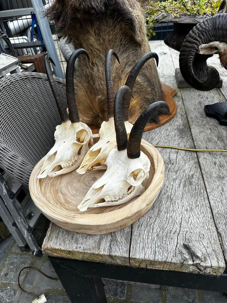 Schedels gems met onder kaak, Enlèvement