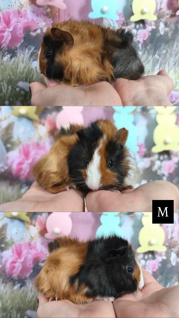 Borstel cavia’s, Dieren en Toebehoren, Knaagdieren, Meerdere dieren, Cavia, Februari, Tam