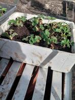 Isomobak gezocht, Ophalen of Verzenden