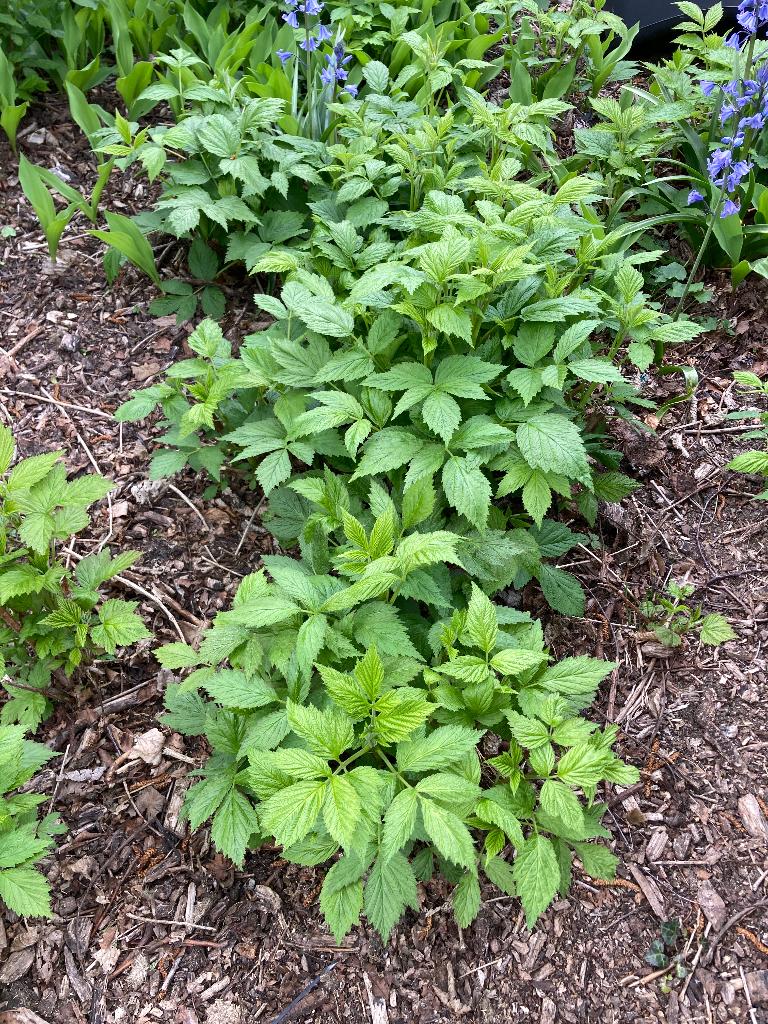 Herfstframbozen, Ophalen
