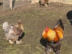 Brahma, Dieren en Toebehoren, Pluimvee, Meerdere dieren, Kip