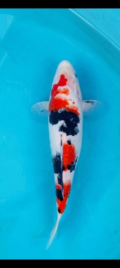 Japanse Koi, Animaux & Accessoires, Poissons | Poissons d'étang, Carpe ou Koï