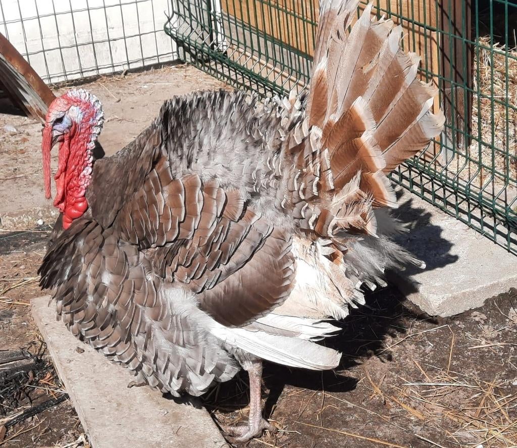 Kalkoen kuikens, Dieren en Toebehoren, Pluimvee, Kalkoen