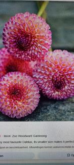 Dahlia burlesca, Ophalen of Verzenden, Voorjaar, Volle zon, Bloembol