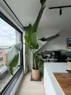 Bananenplant 245 cm te koop, Maison & Meubles, Plantes d'intérieur, Autres espèces, En pot, Enlèvement, 200 cm ou plus