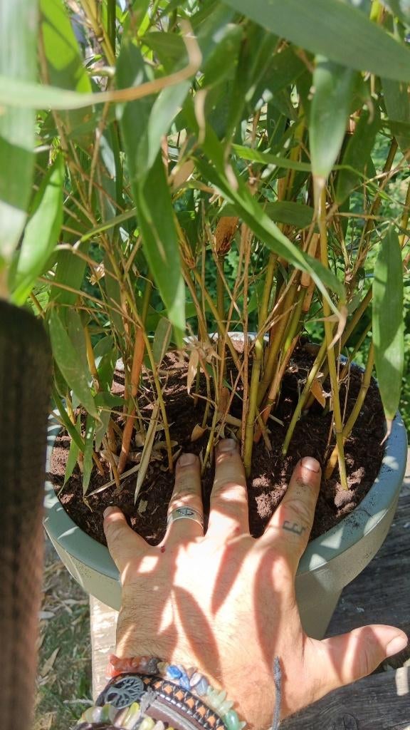 Fresh bambou fragesia mûriela, Jardin & Terrasse, Enlèvement, Bambou, 100 à 250 cm