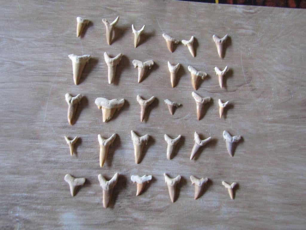 Formidable lot 30 dents de requins FOSSILES, Enlèvement ou Envoi