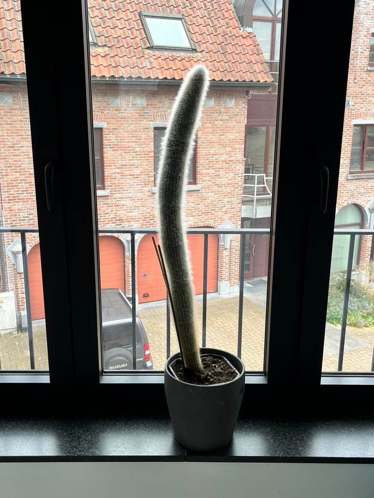 Cactussen te koop, Ophalen