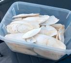 Zeeschuim cuttlebone
Beschikbaar op 1080 Bruxelles in de buu, Ophalen of Verzenden