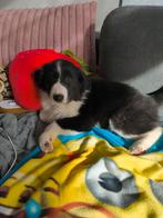 Lieve Border Collie pups, 8 à 15 semaines, Colley, Plusieurs, Éleveur | Loisir