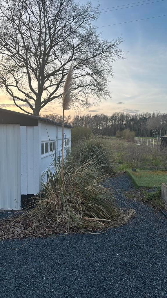 ** GRATUIT ** 2 grands buissons d'herbe de la pampa, Jardin & Terrasse, Plantes | Jardin, Plante fixe, Graminées ornementales