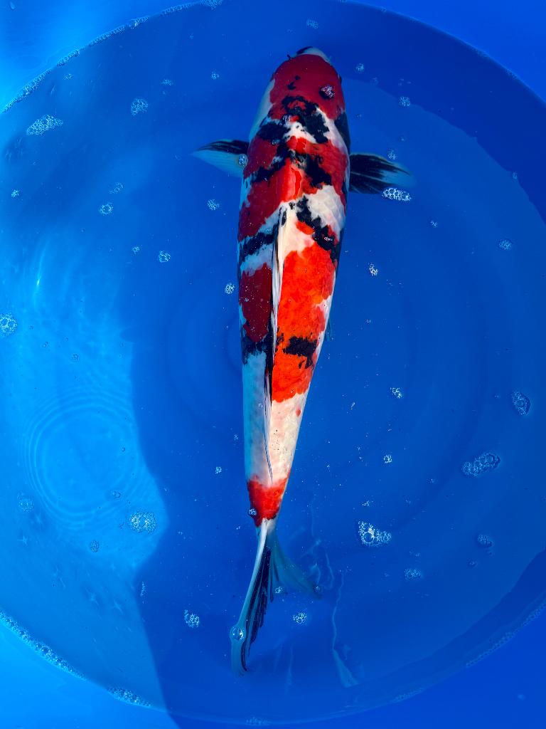 Koi-showa2, Karper of Koi