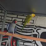 Koppel halsbandparkieten, Dieren en Toebehoren, Vogels | Parkieten en Papegaaien, Meerdere dieren, Parkiet, Geringd