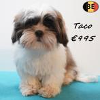 Lhasa Apso, chiots belges à vendre, 15 semaines à 1 an, Commerçant, Autres races, Plusieurs