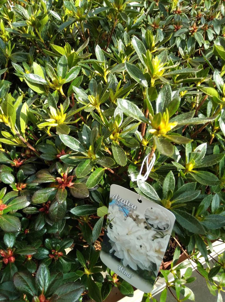 azalea japonica's te koop, Ophalen, Vaste plant