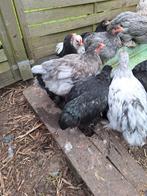 Brahma kriel haantjes, Dieren en Toebehoren, Pluimvee