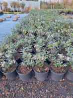 ‼️osmanthus Burkwoodii aan stuntprijzen ‼️, Ophalen, Taxus