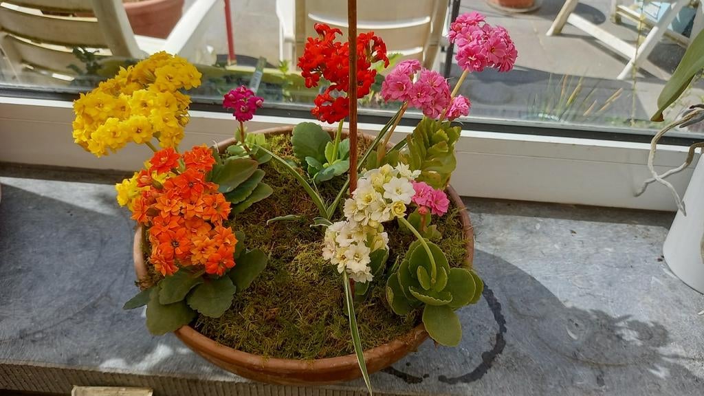 Fleurs ornementales, plantes vivaces, Jardin & Terrasse, Bacs à fleurs & Jardinières, Enlèvement