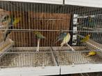 Verschilende koppels te koop, Dieren en Toebehoren, Vogels | Kanaries