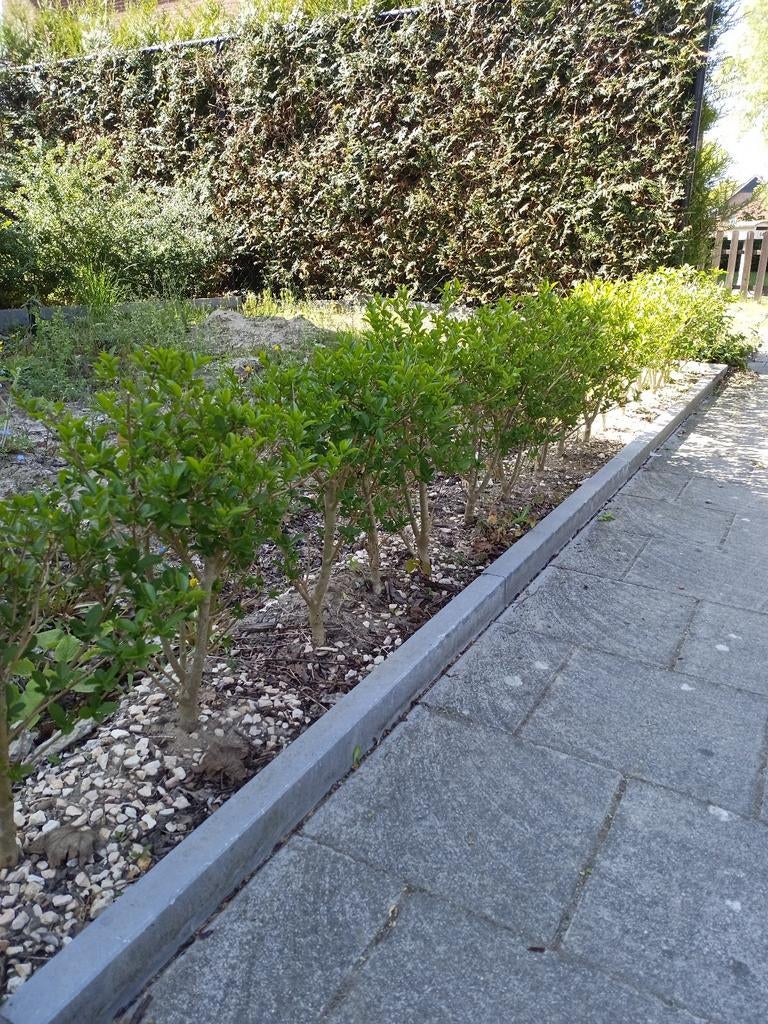 48 planten Liguster (bladverliezend), Tuin en Terras, Ophalen, Liguster