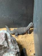 Prachtige Uromastyx dispar flavifasciata 0.0.2 (pos 1.1.0), Dieren en Toebehoren, Hagedis, Tam, 0 tot 2 jaar