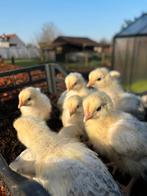 Raszuivere engelse sussex HENNEN, Femelle, Poule ou poulet