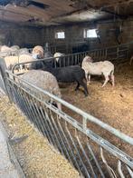 Rammen offerfeest, Dieren en Toebehoren, Schapen, Geiten en Varkens