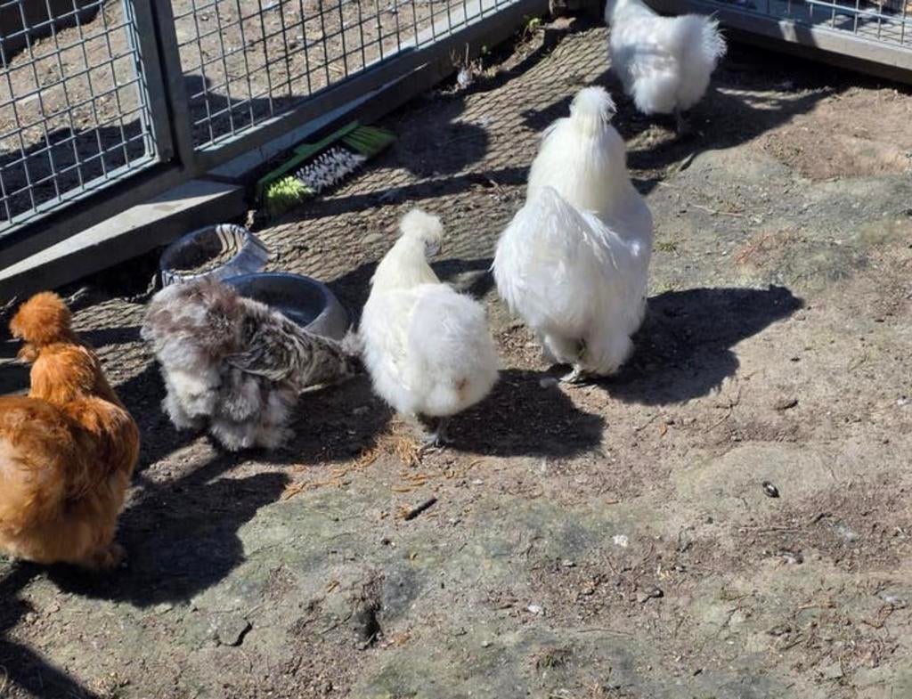 Toom zijdehoenders, Dieren en Toebehoren, Pluimvee