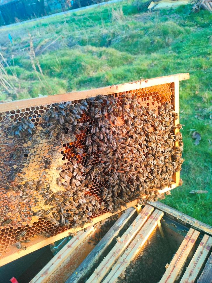 Bijenvolk 6 raams en 11 raams kast, Dieren en Toebehoren, Insecten en Spinnen, Bijen
