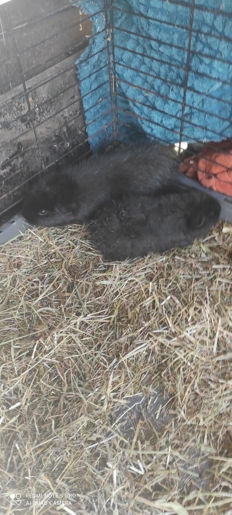 CH teddys,mama en dochter!, Animaux & Accessoires, Janvier, Femelle, Cobaye