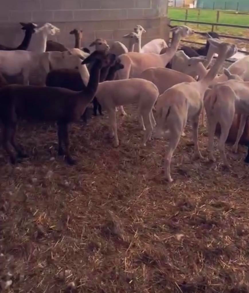 Scheren van schapen en alpaca’s&lama’s, Dieren en Toebehoren, Schapen, Geiten en Varkens