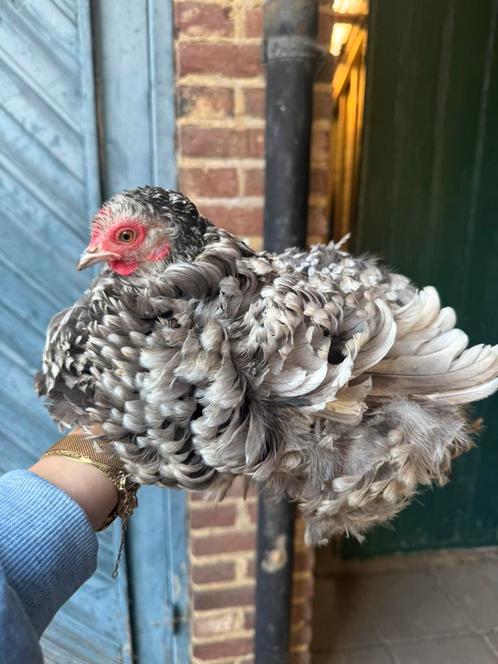 Broedeieren cochin kriel krulverig, Dieren en Toebehoren, Pluimvee