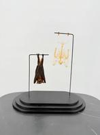 Opgezette Vleermuis en skelet op Standaard - Wildernis Ateli