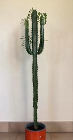 Euphorbia trigona, Huis en Inrichting, Ophalen